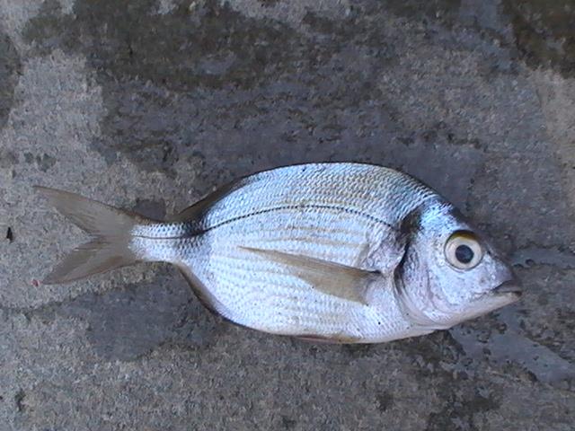 capturi grecia  - pic3489.JPG